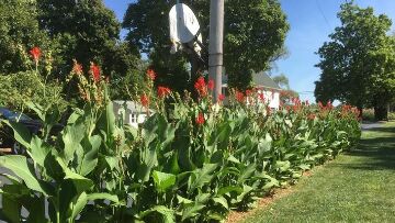 Finger Lakes Vacation Rental Beautiful Canna Lilies